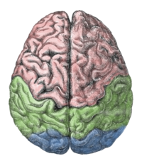 Cerebral lobes: the frontal lobe (pink), parietal lobe (green) and occipital lobe (blue)