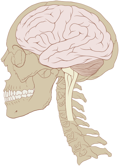 Human brain and skull